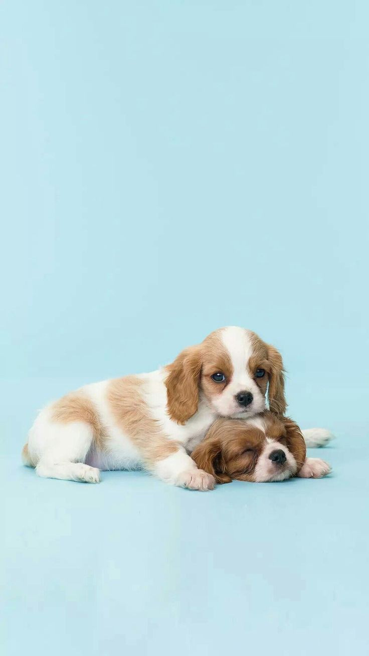 🐶 ۲۳- استفاده از زنجیر یا قلاده برای توله های سگ