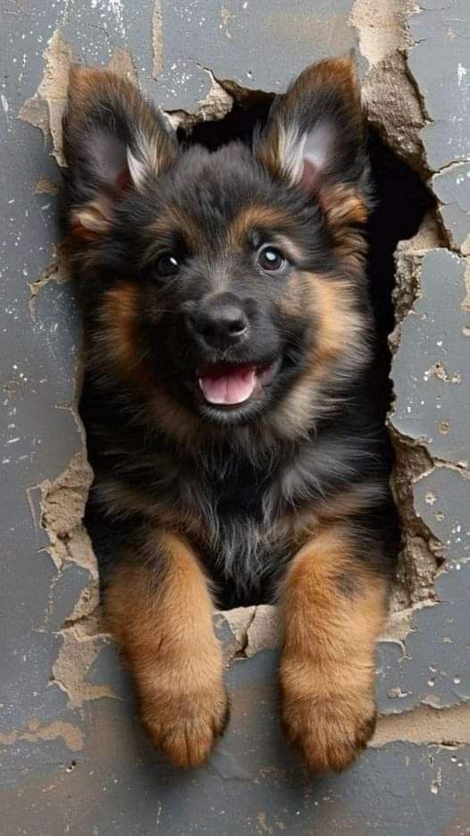 🐶 ۲۷- برنامه های بهداشتی توله های سگ