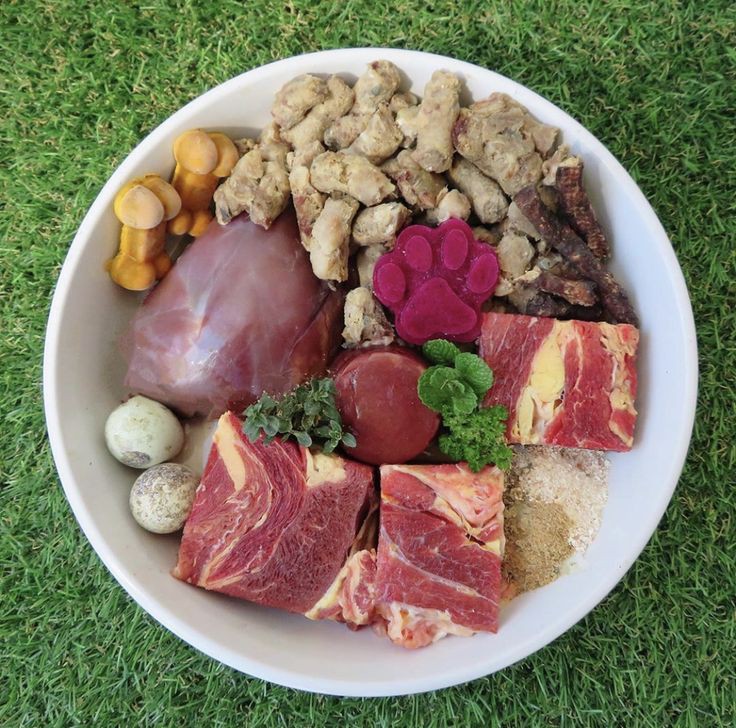 🐶 ۲۸- جیره غذایی مناسب برای سگ ها