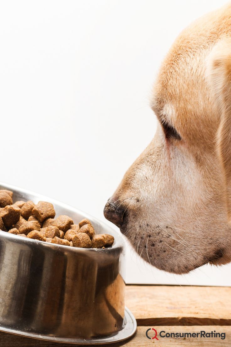 🐶 ۴٠- ظرف غذای سگ