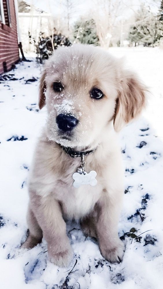 🐶 ۴۶- تعداد ضربان قلب در سگ ها چقدر است؟