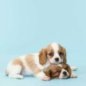 🐶 ۲۳- استفاده از زنجیر یا قلاده برای توله های سگ