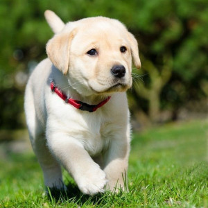 🐶 ۲۲- یادگیری و صدا کردن توله های سگ