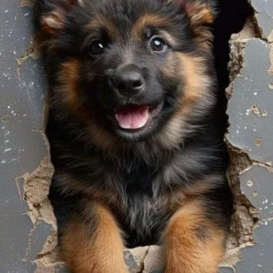 🐶 ۲۷- برنامه های بهداشتی توله های سگ