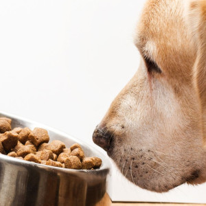 🐶 ۴٠- ظرف غذای سگ