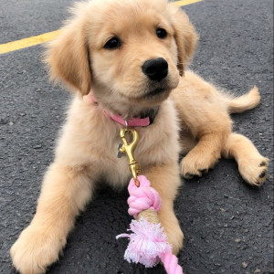 🐶 ۴۸- چگونه میشود بیماری سگ ها را تشخیص داد؟