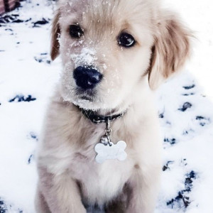 🐶 ۴۶- تعداد ضربان قلب در سگ ها چقدر است؟